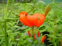 Bright orange flowers on rigid stems.